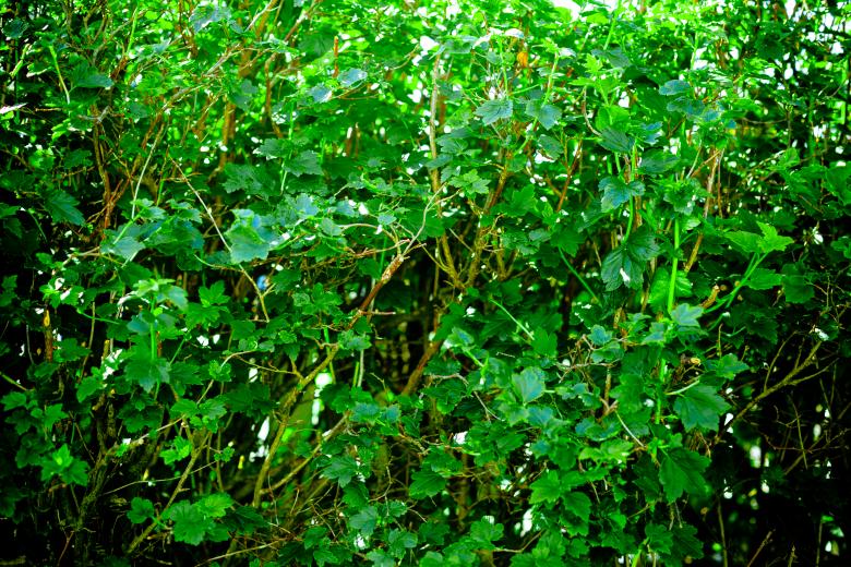 Free stock image of Green Organic Background created by Free Texture Friday