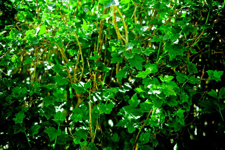 Free stock image of Green Organic Texture created by Free Texture Friday