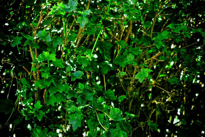 Free stock image of Green Shrubs Texture created by Free Texture Friday