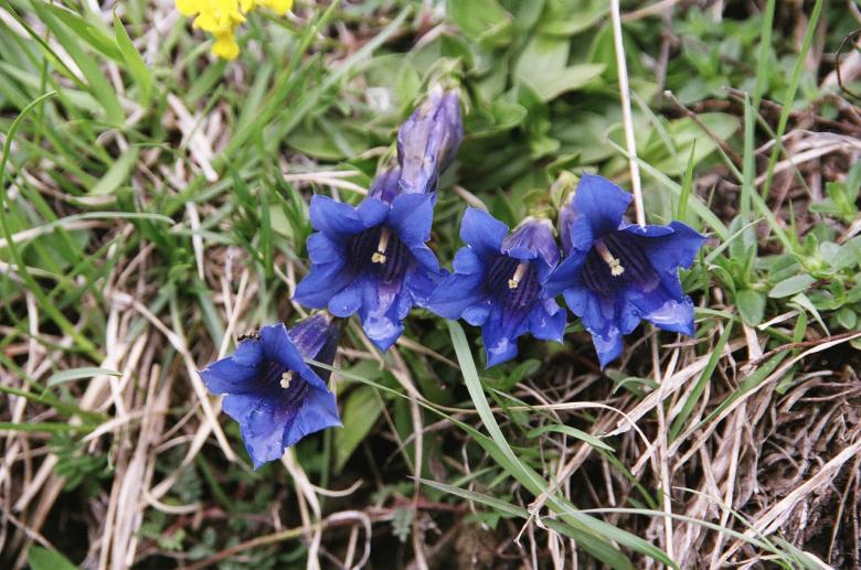 Free stock image of Blue Gentians created by Vuille  Nathalie