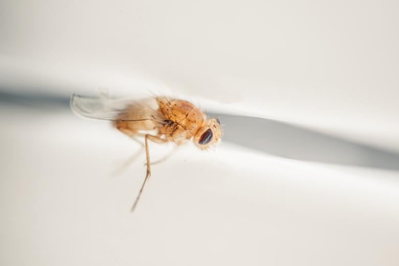 Free stock image of Dead Fly created by Bjorgvin