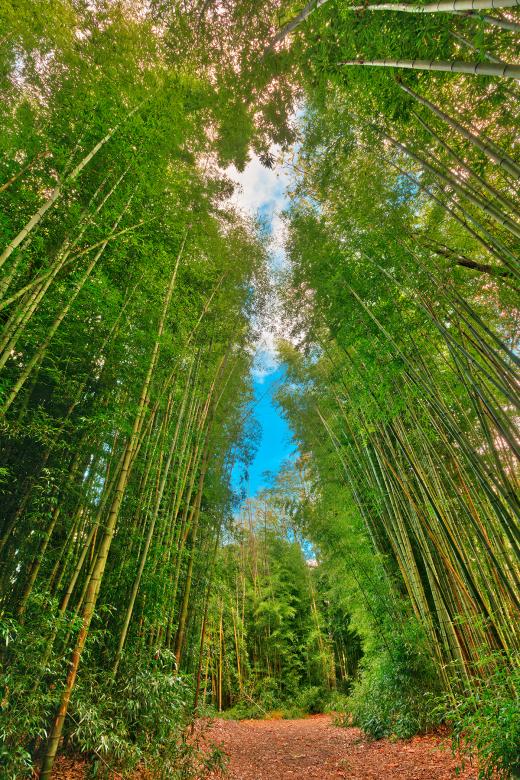 Free stock image of Bamboo Keyhole Forest created by Nicolas Raymond