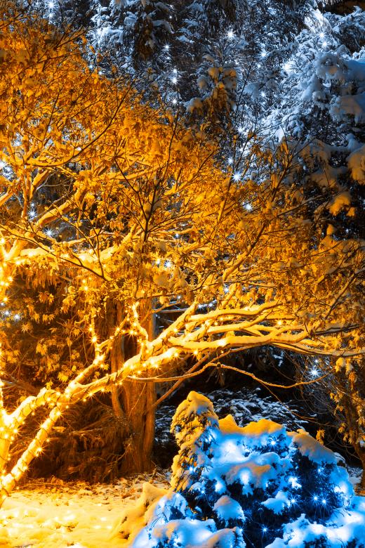 Free stock image of Gold Winter Night - Meadowlark Gardens created by Nicolas Raymond