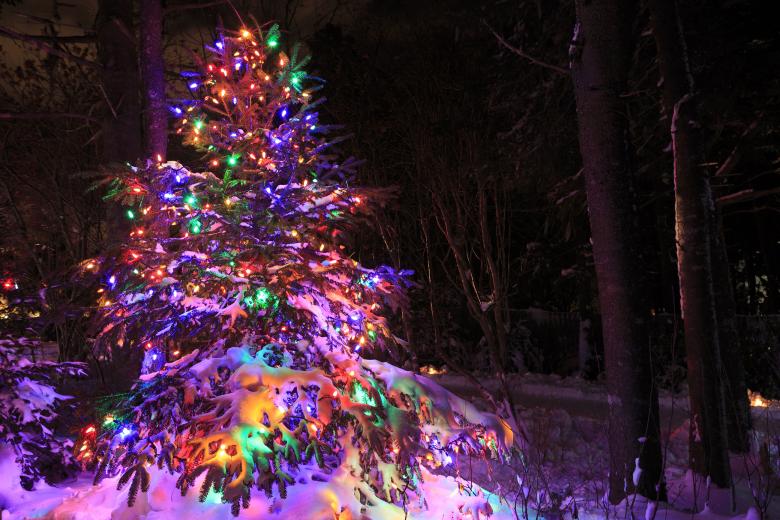 Free stock image of Different color Christmas Tree created by Geoffrey Whiteway