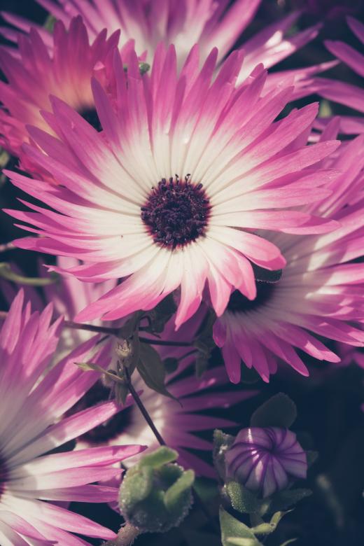 Free stock image of Macro of Pink Flowers created by Bjorgvin