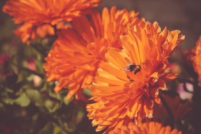 Free stock image of Orange Flower Closeup created by Bjorgvin