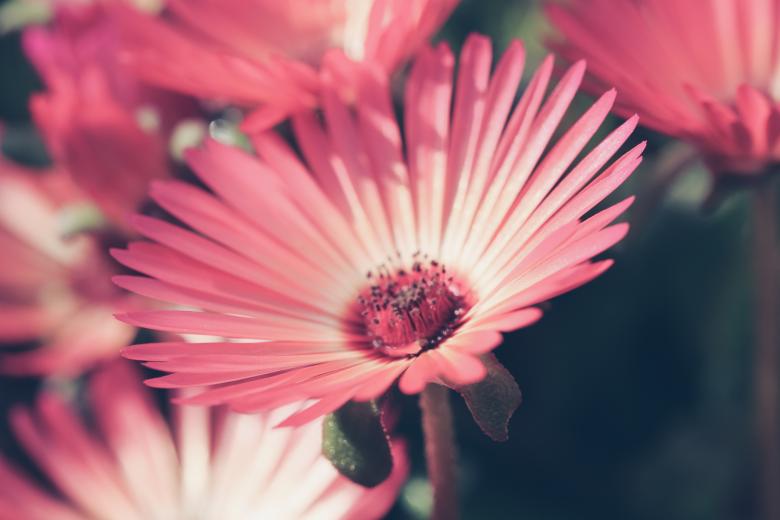 Free stock image of Pink Flower in Bloom created by Bjorgvin