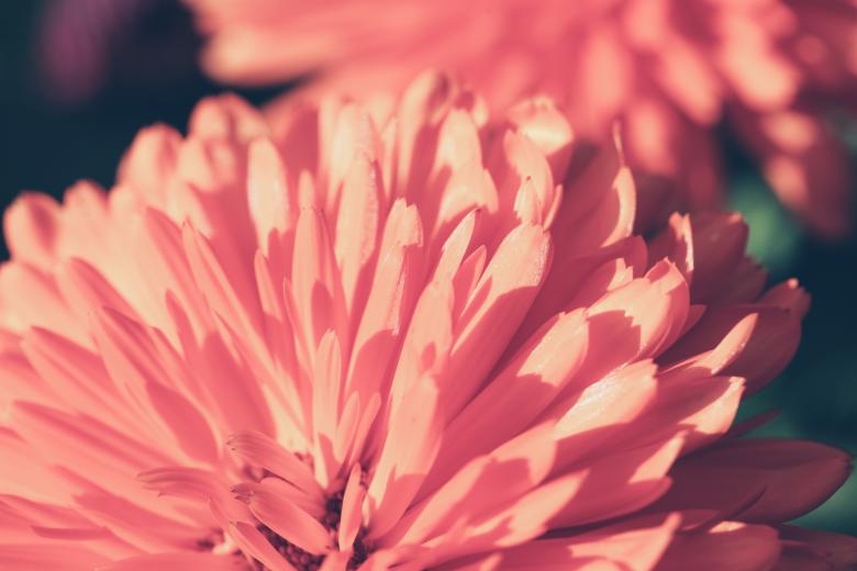 Free stock image of Flower Petals Macro created by Bjorgvin