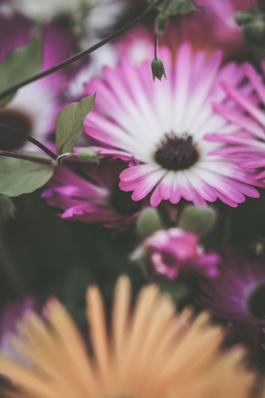 Free stock image of Pink Floral Background created by Bjorgvin