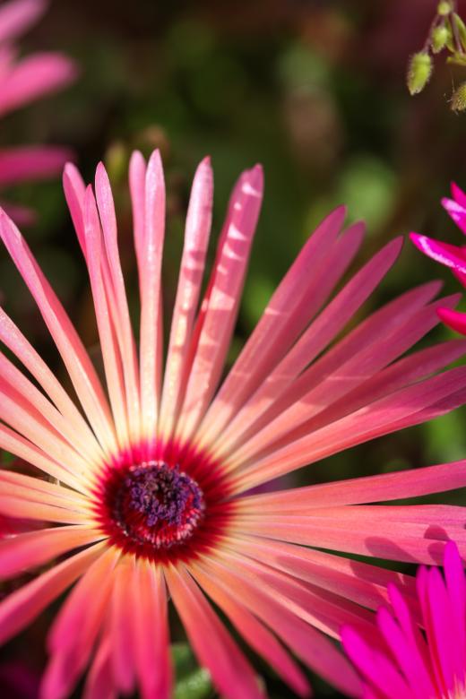 Free stock image of Summer Flower Closeup created by Bjorgvin
