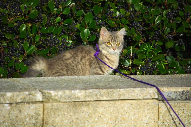Free stock image of Cat in a Leash created by Richard Revel