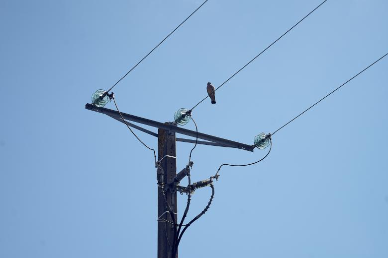 Free stock image of Small Bird on Power Lines created by Revel Richard .