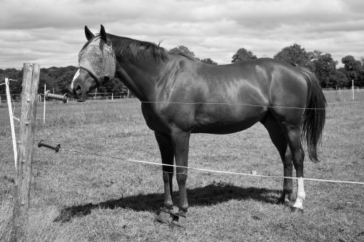 Stallion - Black and White - Free Stock Photo