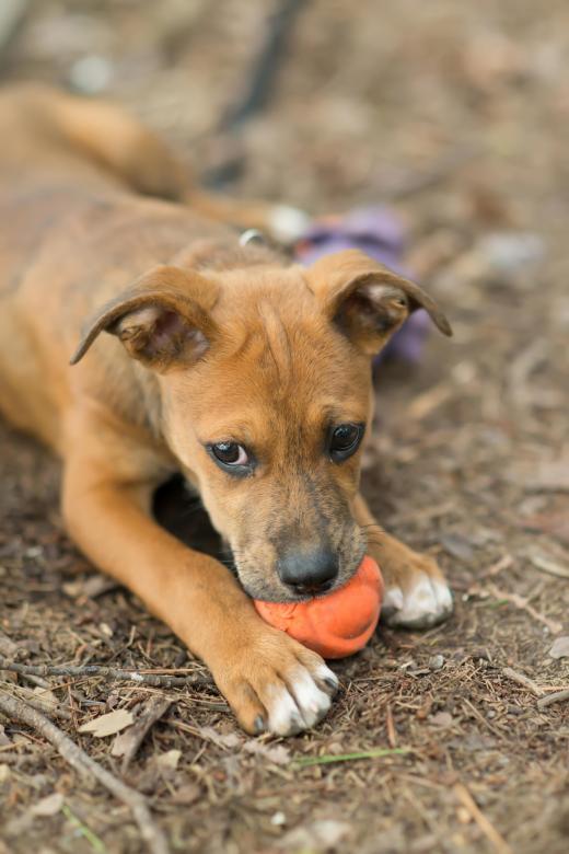 Free stock image of Cute Puppy Playing with Toy created by agphotostock.com