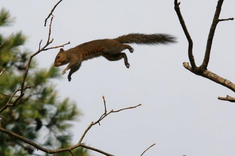 Free stock image of Jumping Squirrel created by agphotostock.com