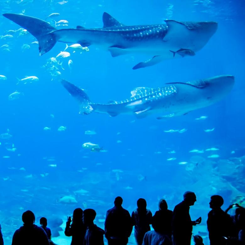 Free stock image of Whale Sharks in Tank created by agphotostock.com