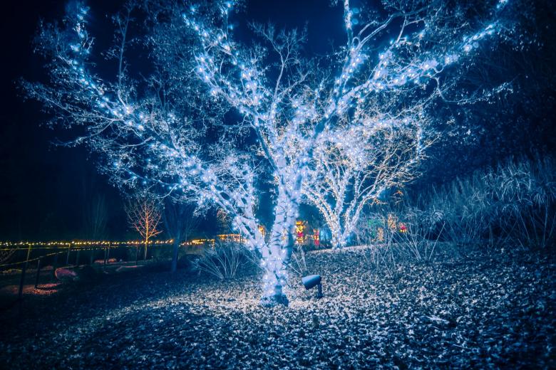 Free stock image of Blue Illuminated Tree created by agphotostock.com