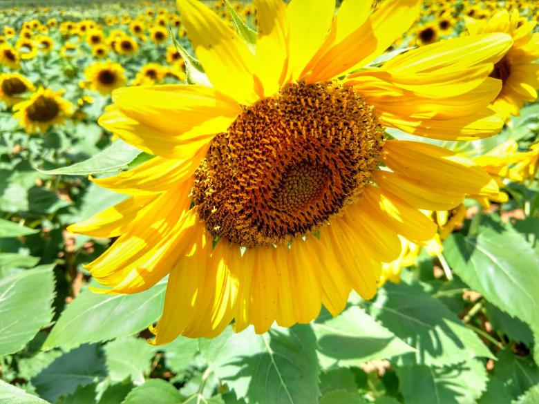 Free stock image of Sunflower Farm Field created by agphotostock.com