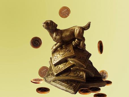 Dog & money - Free Stock Photo