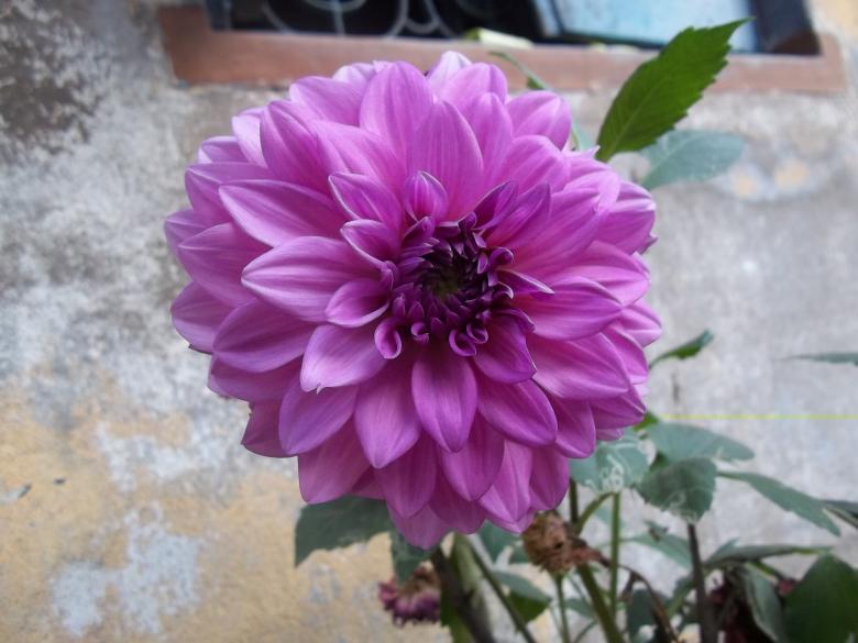 Free stock image of Purple flower created by pixloger