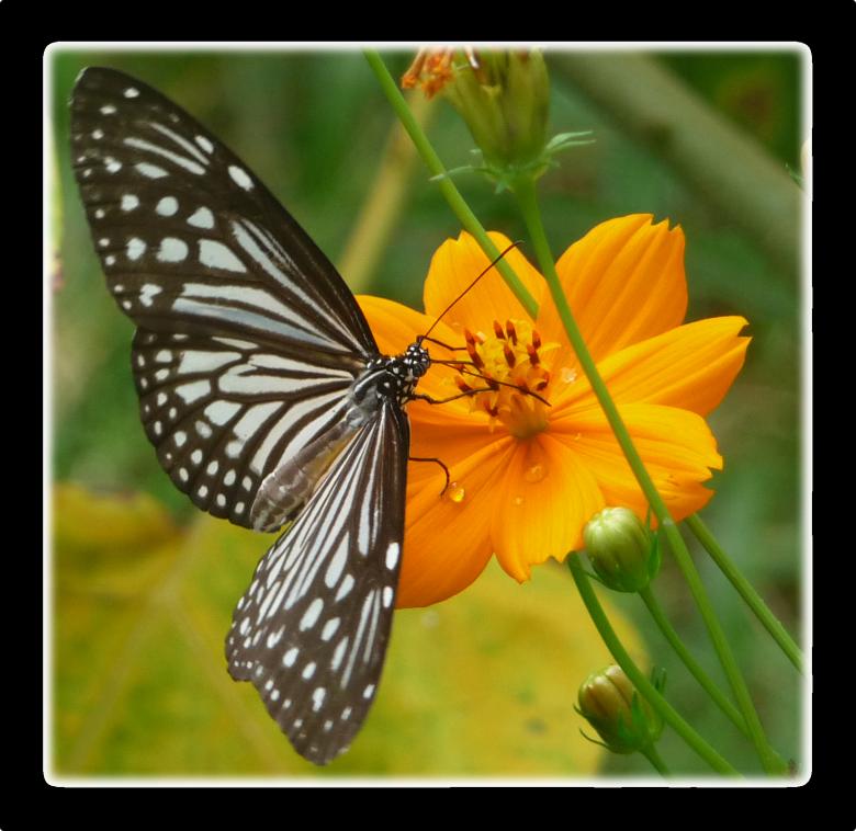 Free stock image of Butterfly and Orange Flower created by Upekha Vandebona