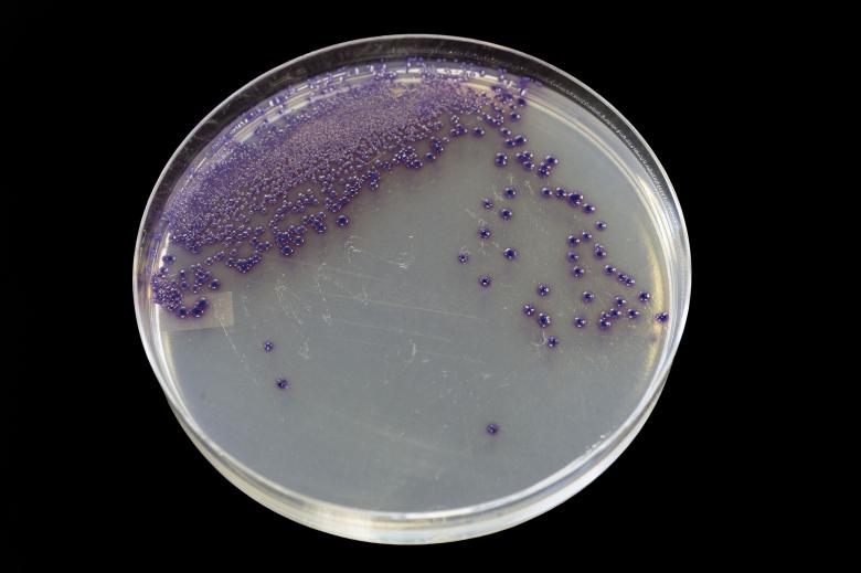 Free stock image of Bacteria created by Geoffrey Whiteway