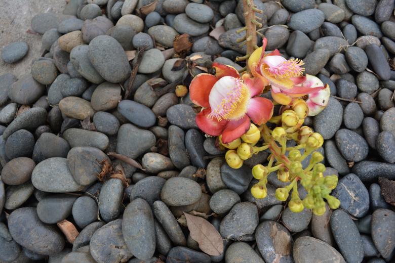 Free stock image of Flowers in Pebble created by Batu Berk