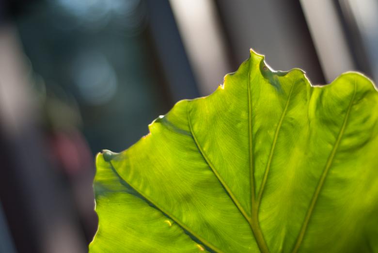 Free stock image of Salad Leaf created by Steve A Johnson