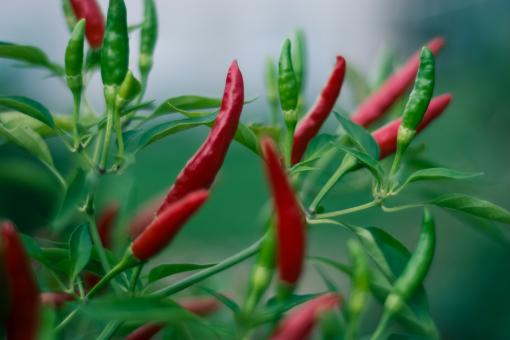 Fresh Red Chili Peppers - Free Stock Photo