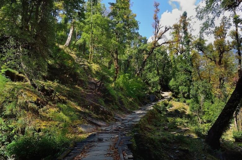 Free stock image of Nature Path created by Batu Berk