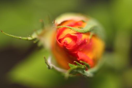 Blooming Soon - Free Stock Photo