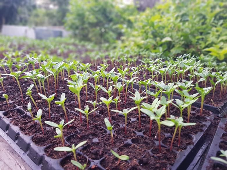 Free stock image of Soil with Green Sprouts created by Batu Berk