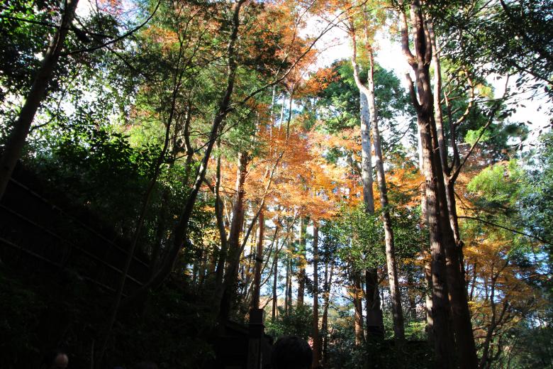 Free stock image of Natural Autumn Forest created by Batu Berk