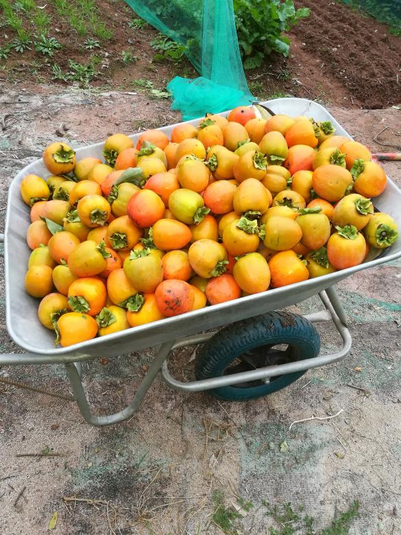 Free stock image of Tomatoes in Wheelbarrow created by Batu Berk