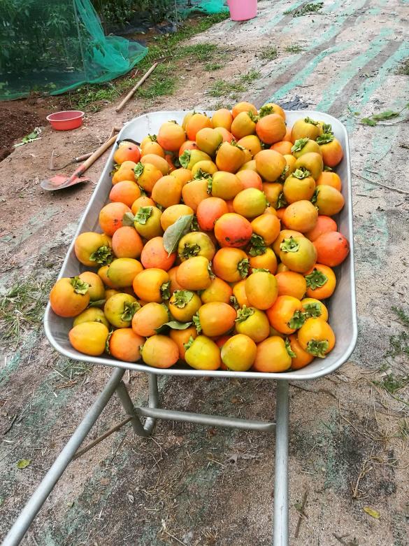 Free stock image of Tomatoes created by Batu Berk