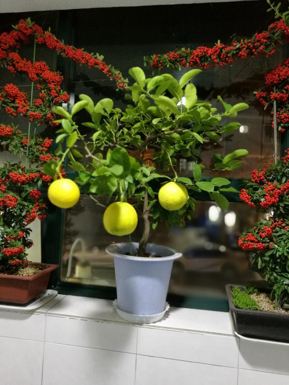 Free stock image of Meyer Lemon Tree in a Pot created by Batu Berk