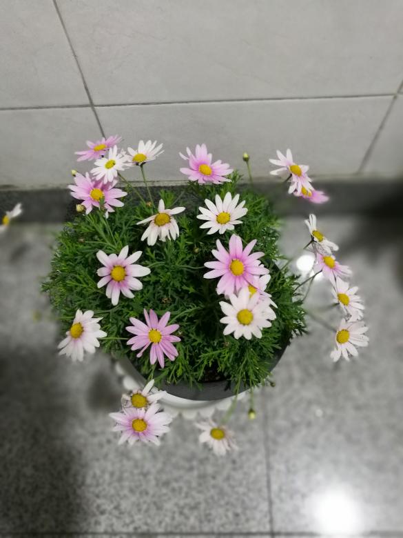 Free stock image of Heath Aster created by Batu Berk
