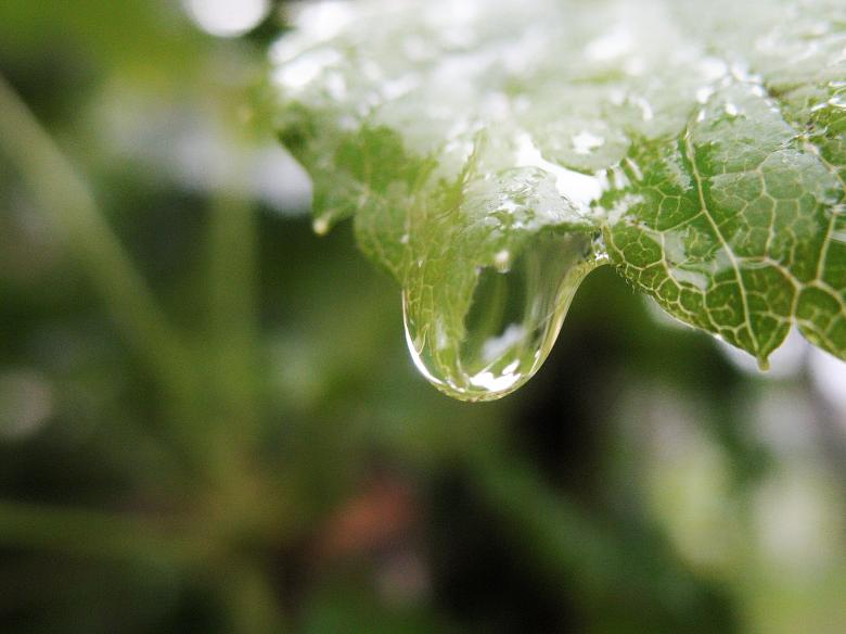 Free stock image of Water Drop on a Leaf created by Kateryna Nemchenko