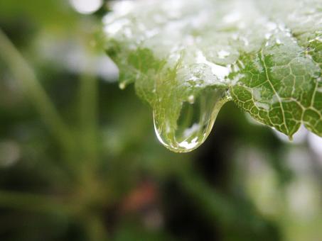 Water Drop on a Leaf - Free Stock Photo
