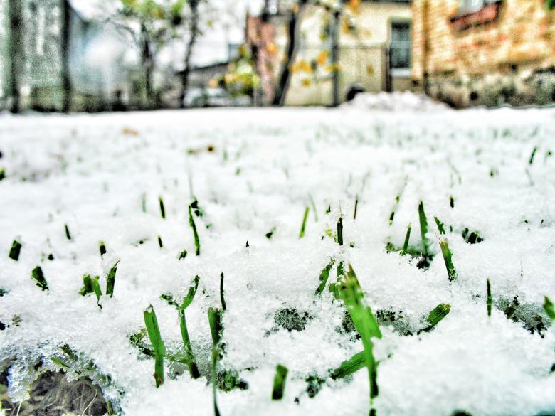 Free stock image of Grass under the snow created by Kateryna Nemchenko