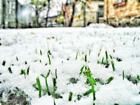 Grass under the snow - Free Stock Photo