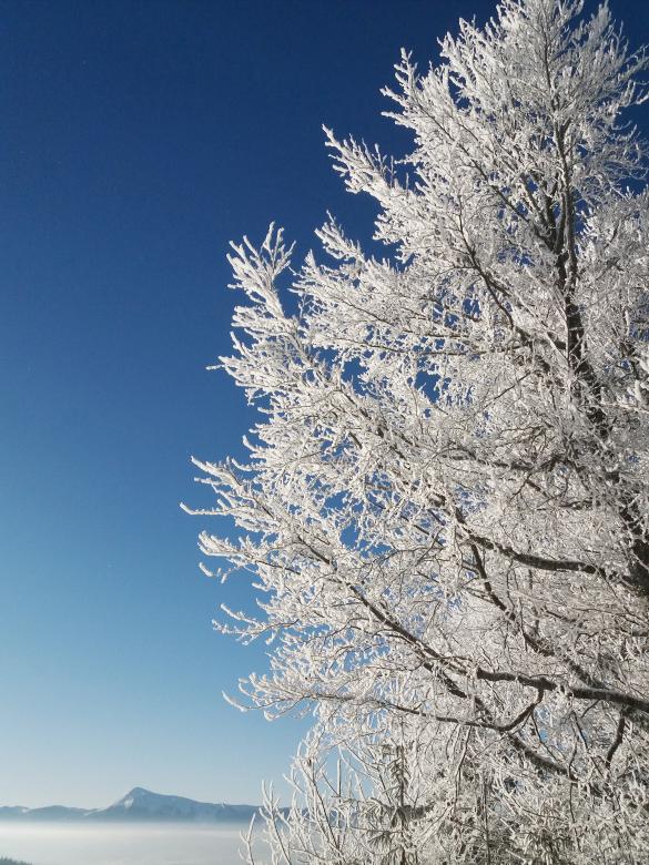 Free stock image of Snowy Tree Branches created by Kateryna Nemchenko
