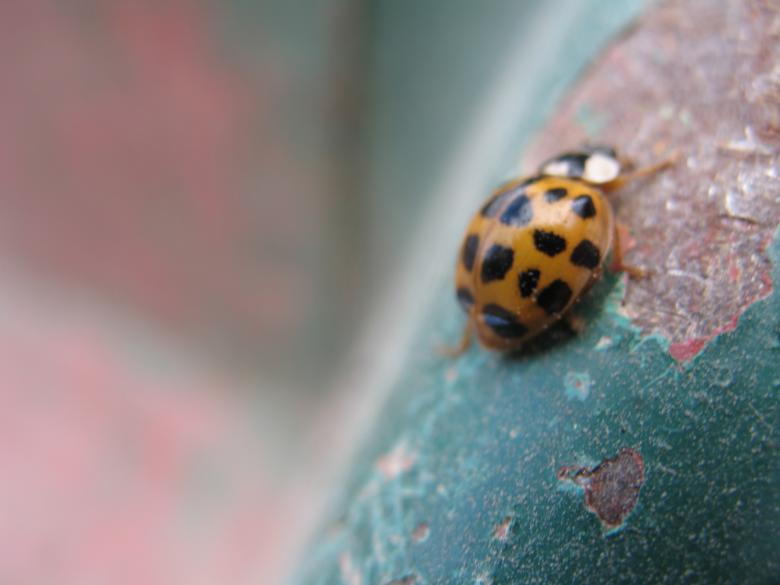 Free stock image of Bug on the gate created by Kateryna Nemchenko