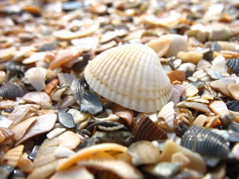 Free stock image of Macro Seashell created by Kateryna Nemchenko