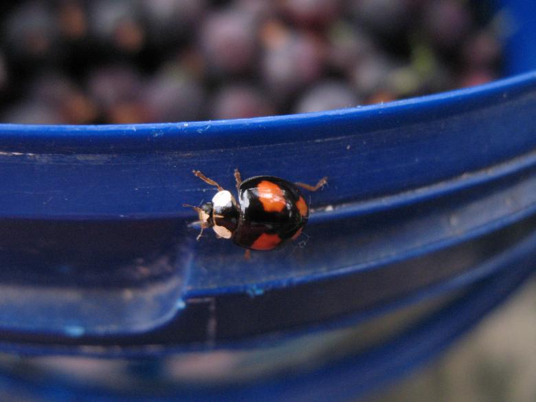 Free stock image of Black and Red Ladybug created by Kateryna Nemchenko