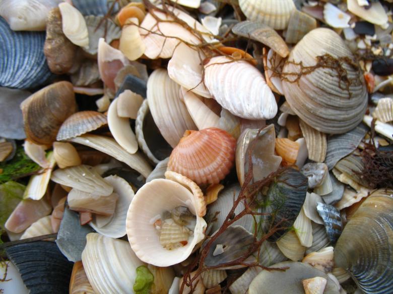 Free stock image of Seashells on a Beach created by Kateryna Nemchenko
