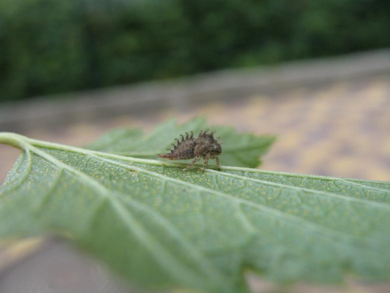 Free stock image of An insect on a leaf created by Kateryna Nemchenko