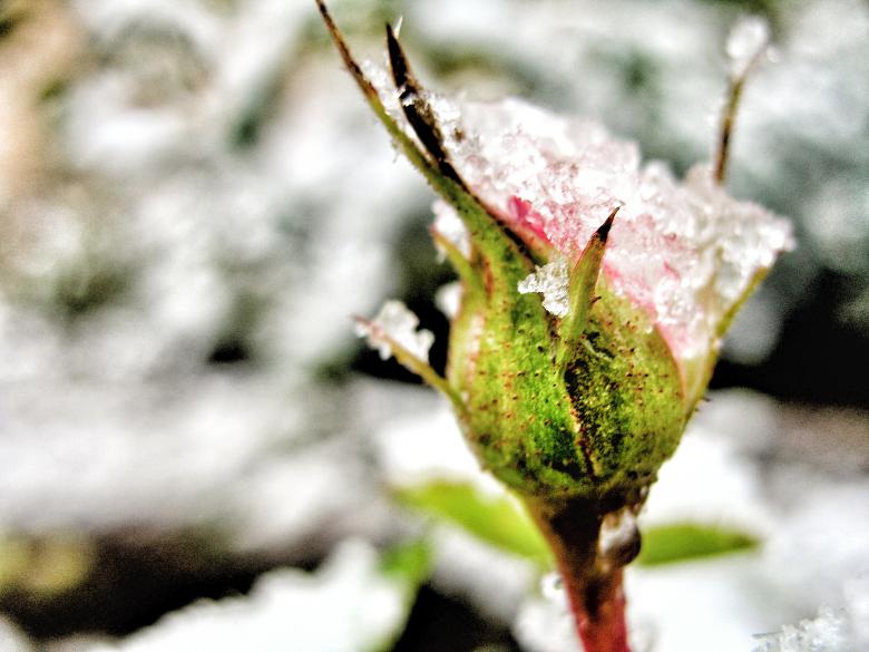 Free stock image of Frozen rose created by Kateryna Nemchenko