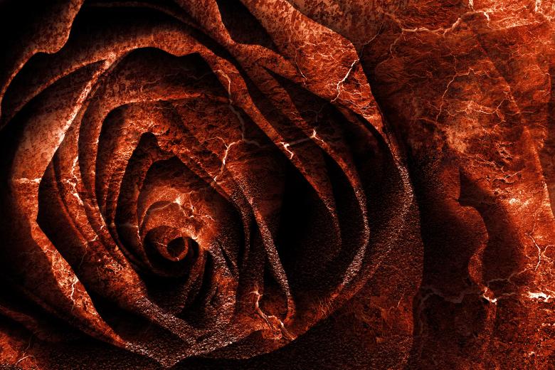 Free stock image of Butchered Rose created by Nicolas Raymond