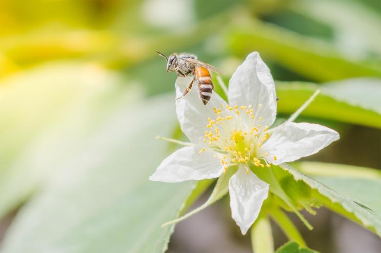 Free stock image of A Honey Bee on Flower created by Katerina
